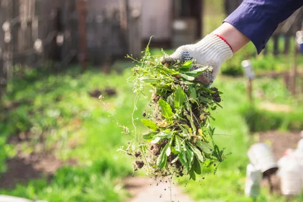 How to Clear a Yard Full of Weeds in Vacaville, CA