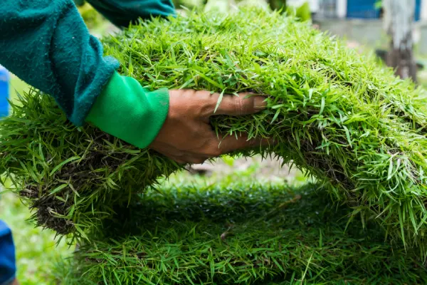 How to Lay Sod Over Existing Lawn in Vacaville, CA