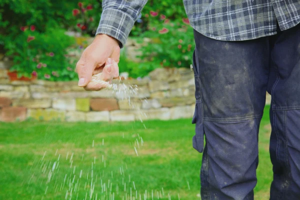 When is the best time to fertilize your lawn in Vacaville, CA